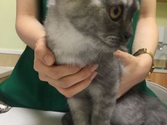-瑞鹏宠物医院·骨科·猫科·内科(第一中心)