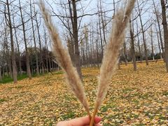 -汉长安城未央宫国家考古遗址公园