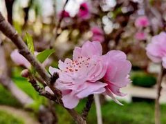-海棠花溪(元大都城垣遗址公园)