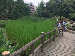 -成都市活水公园