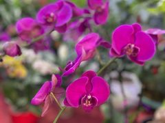 -中环花鸟鱼虫市场