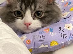 -萌兽医馆·宠物医院·猫骨科(创景店)