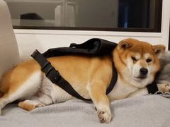 -瑞派福兴宠物医院犬猫全科·骨科·中西医结合(河东店)