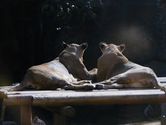 -北京野生动物园