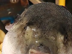 -天正河鲀·河豚亭(大连店)