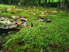 -白塘生态植物园