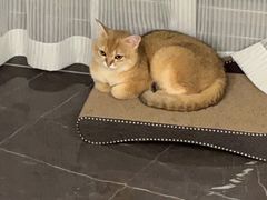 -lincat·猫舍(广州店)