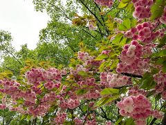 -济南国际园博园