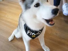 -Husky Go! 哈士奇体验馆·宠物咖啡厅狗咖