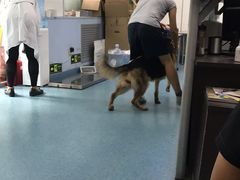 -北京赛佳动物医院