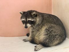 -浣熊柯尔鸭土拨鼠·电玩咖