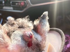 -美联众合动物医院(·中兽医·疑难杂症·严家桥分院)