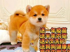-唐小姐の猫狗洗护·购宠旗舰店(周浦万达店)