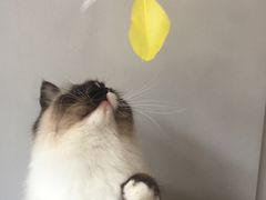 -吉丁鸟咖·异宠·寄养