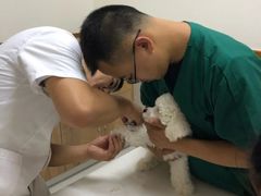 -艾贝尔宠物医院 ·中兽医·宠保定点(北门桥店)