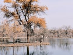 -金塔沙漠胡杨林景区