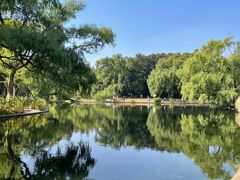 -上海共青森林公园