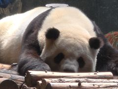 -青藏高原野生动物园