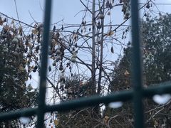 -三里屯东五街银杏大道