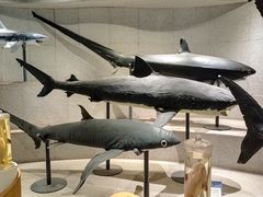 -青岛海底世界-水族馆