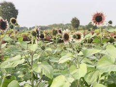 -花开海上生态园