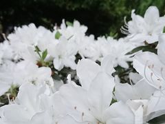 -孝子祠公园