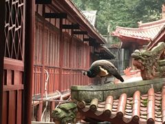 -都江堰普照寺