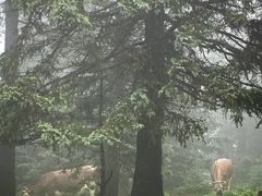 -芦芽山旅游度假区