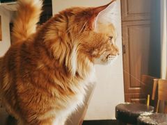 -蓝鲸·缅因猫舍