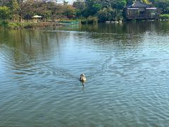-海珠湖公园