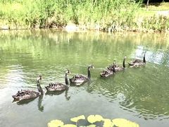 -映月湖公园