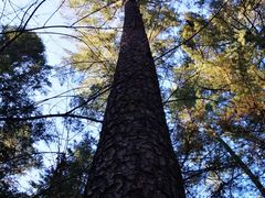 -五营红松林海景区