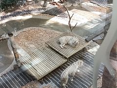 -麒麟中餐厅·经典粤菜·地道菜式老字号(广州长隆酒店)