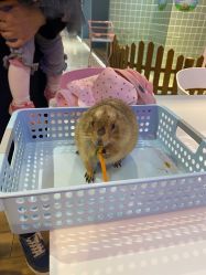 -Moni星球萌宠·小马宝莉·灵蛇·高端高阶全萌宠互动体验俱乐部(红豆国际广场店)