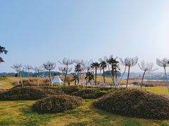 -空港花田景区