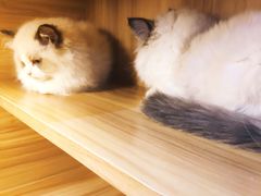 -猫十亿·布偶金渐层·曼基康矮脚猫舍(青年路店)
