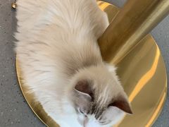 -飞行喵MR PILOT|猫舍·猫咖(静安大融城店)