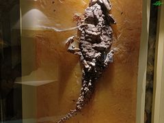 -辽宁古生物博物馆