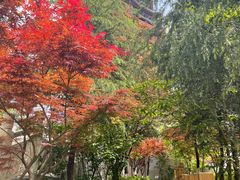 -铁山坪森林公园