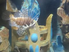 -锦艺城海洋馆