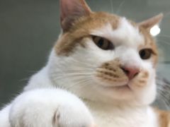 -猫亿天猫咖