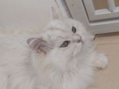 -猫在这儿猫咪咖啡馆·撸猫馆