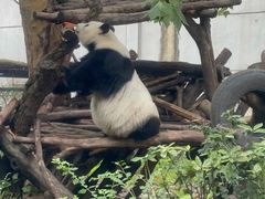 -成都动物园