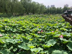 -莲花池公园