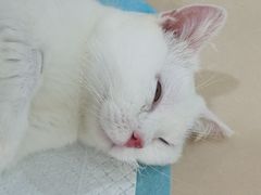 -玖佳宠物医院·泌尿·骨科·中老年病
