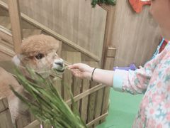 -藦茜花园宠物主题亲子互动体验馆(国顺东路店)