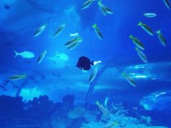 -海棠湾洲际-涛·海底餐厅·美人鱼·自助餐·海底隧道