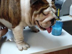 -美联众合宠物医院·爱萌分院·内外科·猫科中心