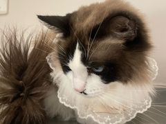 -怪兽屋·羊驼·猫咖·狗咖(俊华广场店)