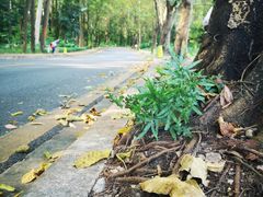 -南国桃园旅游度假区